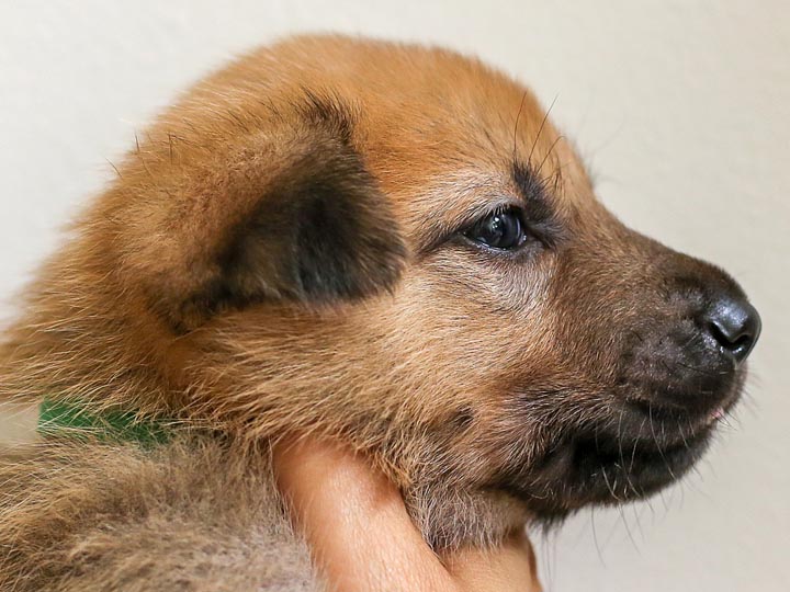 chinook puppy
